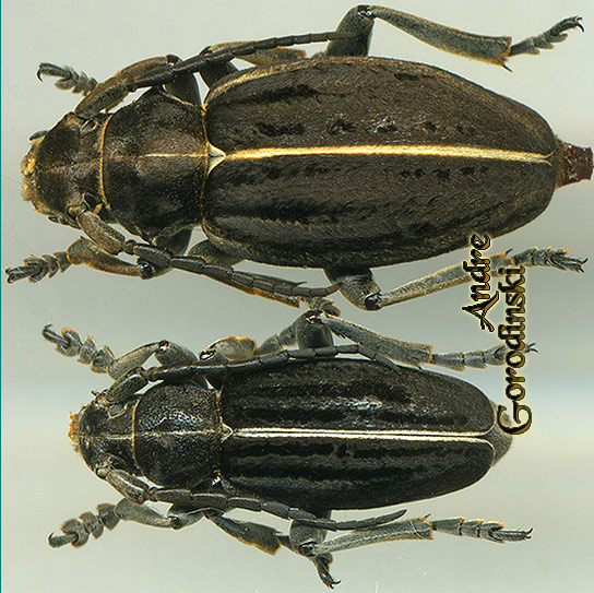 http://www.gorodinski.ru/cerambyx/Dorcadion striolatum.jpg